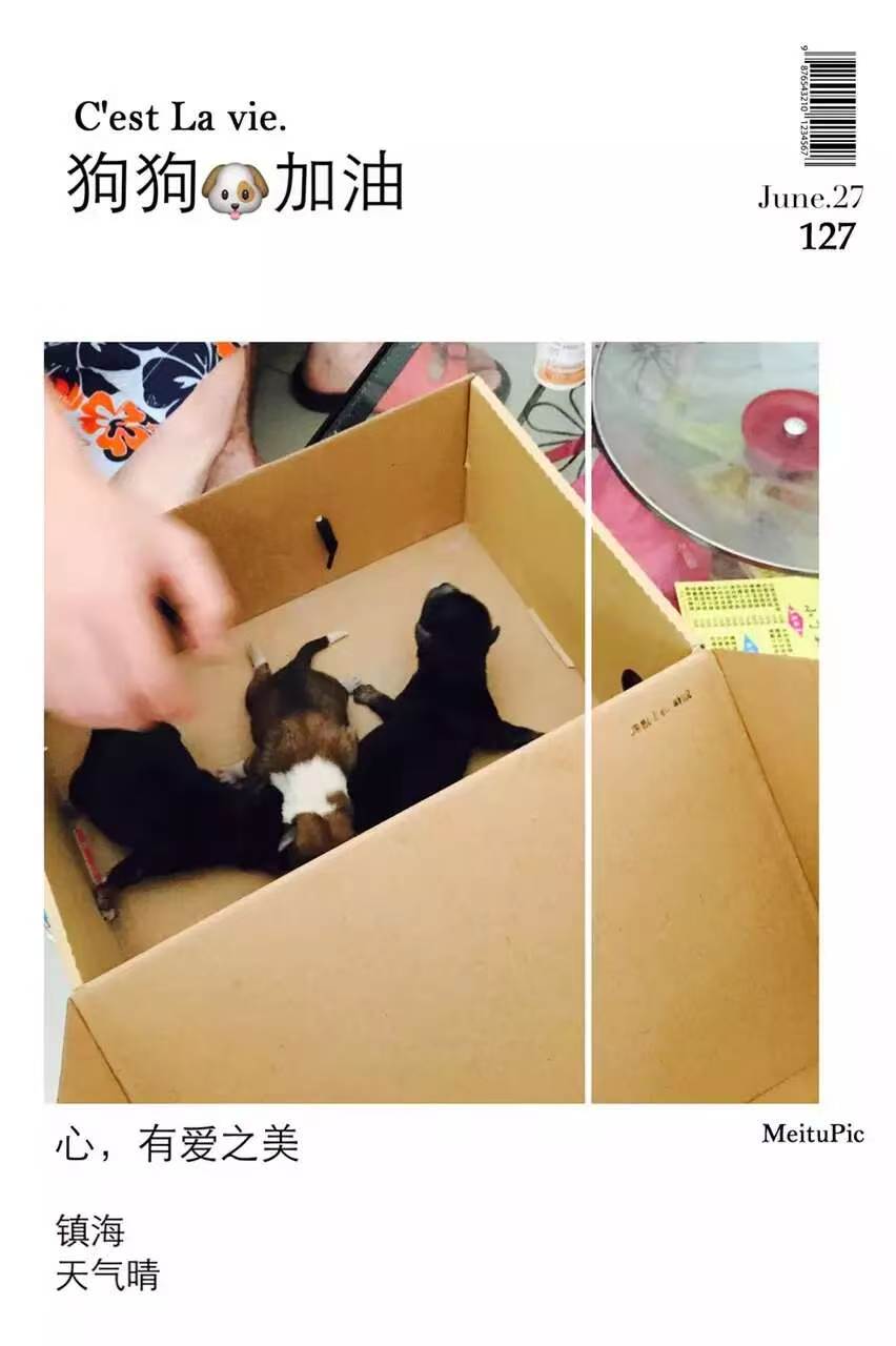 
An original June 27 photo collage showing three newborn puppies in a cardboard box.

